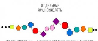 Что такое аминокислоты